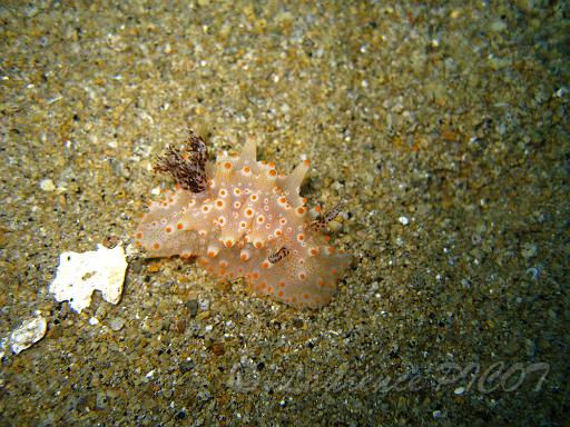 Halgerda malesso.JPG - Philippines - les Visayas